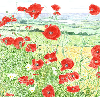 Hilltop Poppies