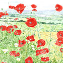 See details for Hilltop Poppies here.