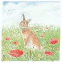 See details for Sunny Bunny here