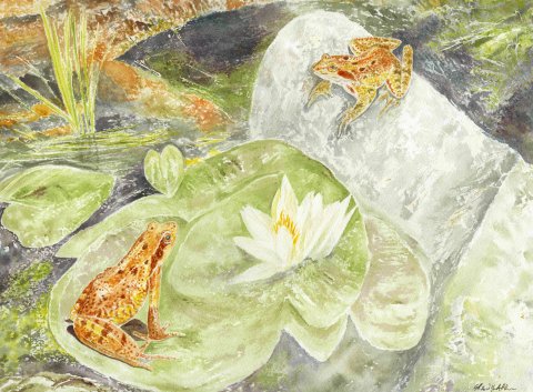 Amorous Amphibians