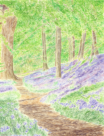 Bluebell Wood