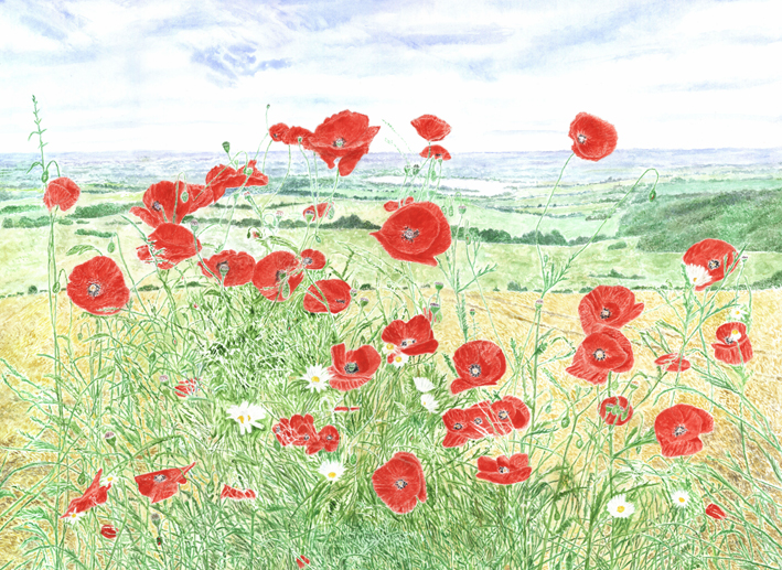 Hilltop Poppies