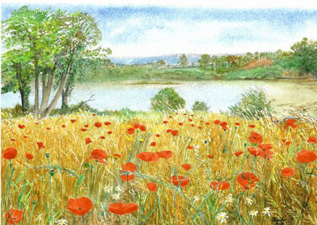 Lakeside Poppies