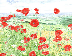See details for Hilltop Poppies here