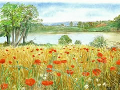 See details for Lakeside Poppies here