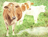 See details for The Watering Hole here